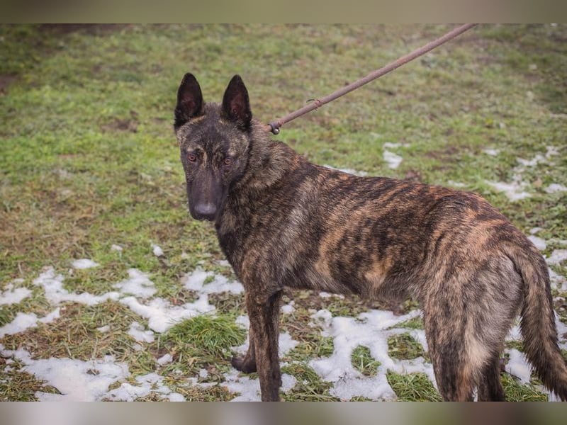FILOU - lernen, spielen, kuscheln - wer schenkt mir ein tolles Zuhause?