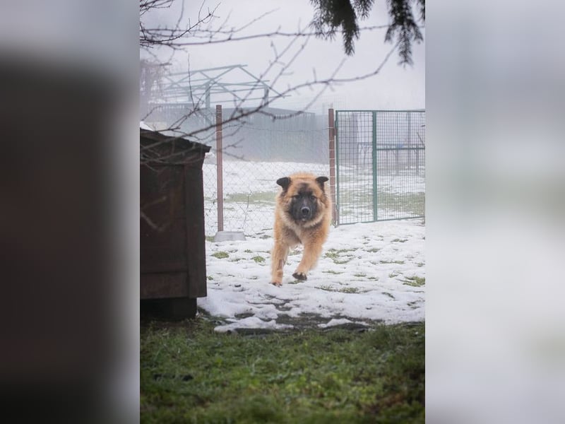 HEROY - der aktive, fröhliche Rüde freut sich auf eine tolle Zeit mit seinen Menschen!