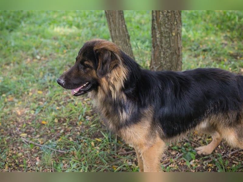 ERWIN - freundlicher und verspielter Rüde sucht Familienanschluss