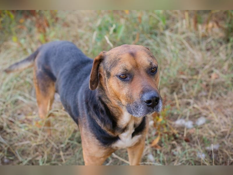JONNY - der liebe Schatz sucht ein ruhiges, liebevolles Für-Immer Zuhause