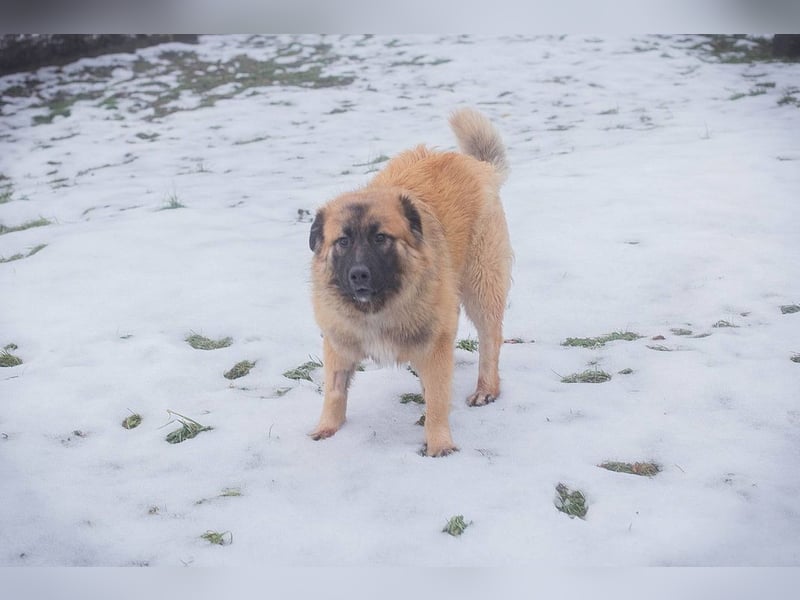 HEROY - der aktive, fröhliche Rüde freut sich auf eine tolle Zeit mit seinen Menschen!