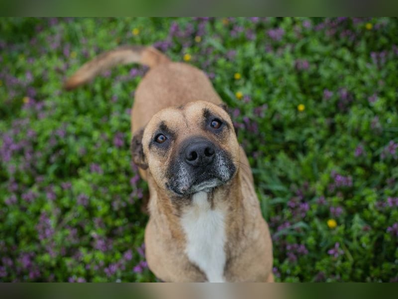 BERTA - neugieriger Balljunkie mit kleinem Handicap sucht Menschen mit Hundeerfahrung