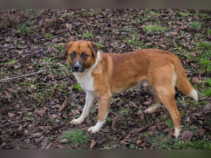 BASCO - der neugierige, brave Rüde freut sich auf ein eigenes Für-Immer Zuhause