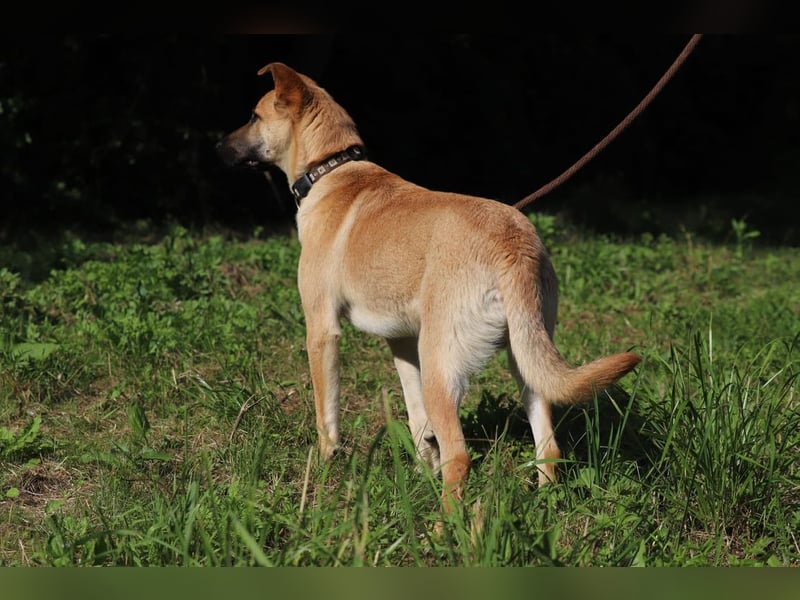 HENRY - der intelligente und energische Rüde lernt sehr gern und mag Artgenossen