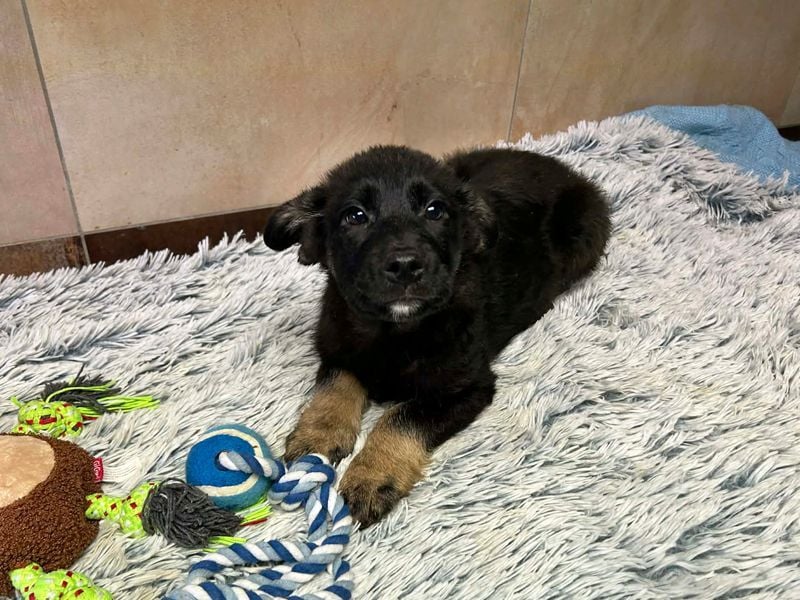 Welpe Chip-Nr. 256294 - der neugierige und aktive kleine Racker freut sich auf ein eigenes Zuhause!