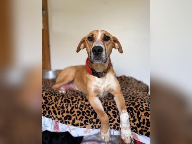 ROXY - die ausgeglichene, gesellige Hündin möchte DEIN Herz erobern!