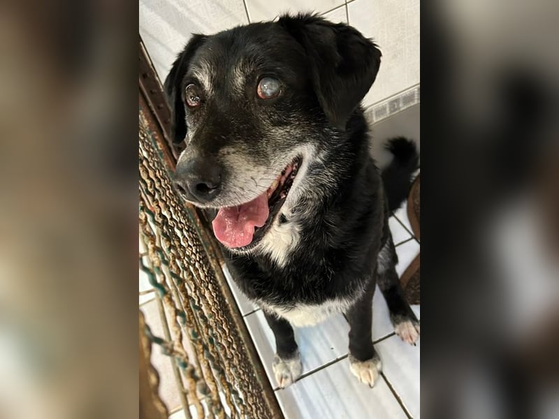 ROLFI - der liebe und zugängliche ältere Rüde sucht ein tolles Zuhause