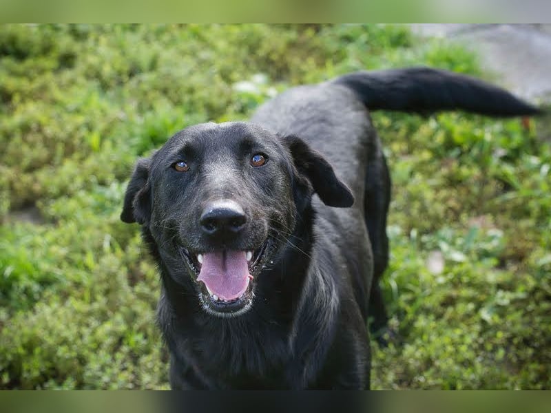 INGMAR - der brave, menschenbezogene und lernwillige Rüde sucht seine Menschen