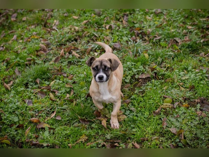 Welpe MAIKE - die aufgeschlossene, fröhliche kleine Maus freut sich auf ihre eigene Familie!
