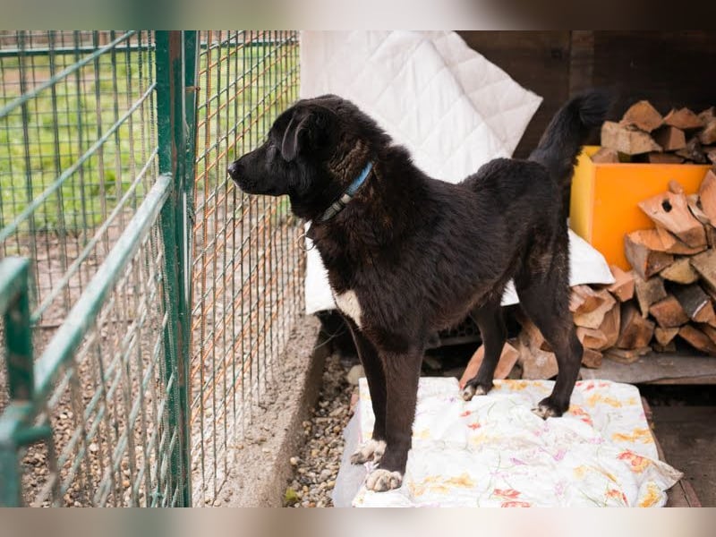 RIO - der aufgeschlossene Rüde hat keine Berührungsängste und spielt sehr gerne!