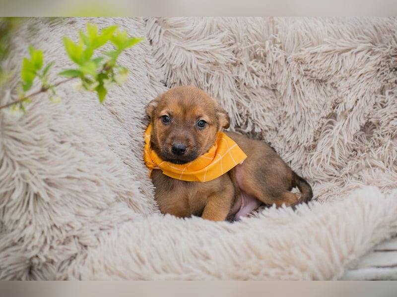 Welpe Chip-Nr. 271439 - ich freue mich auf tolle Abenteuer mit meinen Menschen!