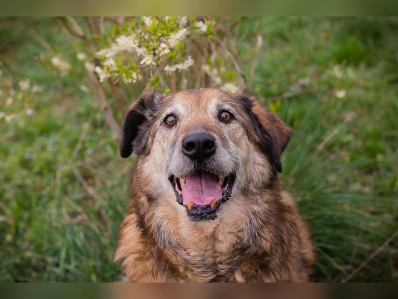 MICK - der liebe und neugierige Senior möchte in Ruhe bei seiner Familie ankommen