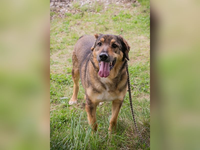 SANAJ - der liebe Rüde mag die Menschen und sehnt sich nach Aufmerksamkeit, Zärtlichkeit und Wärme.