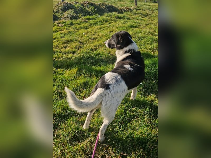 DONA - die brave und verspielte Hündin freut sich auf tolle Abenteuer mit ihrer Familie