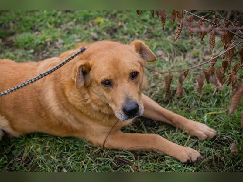TYLER - schenkst du mir ein Für-Immer Zuhause?