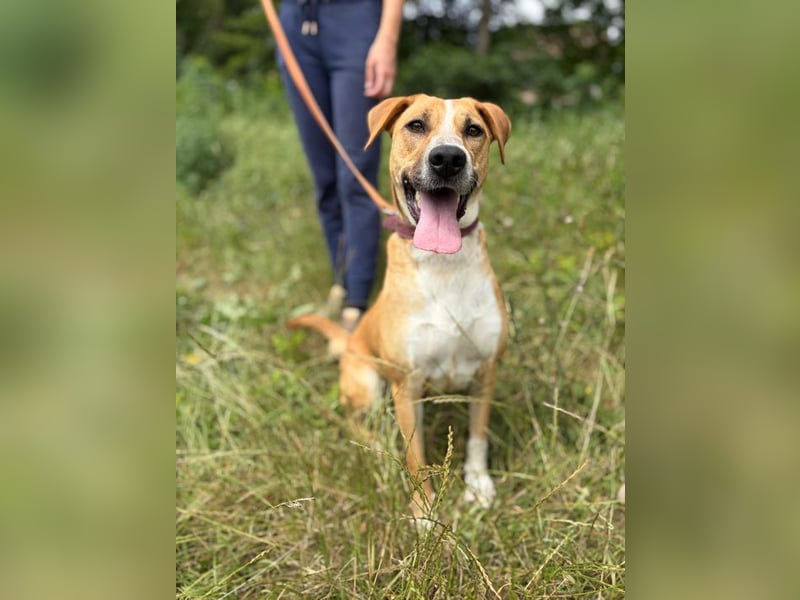 ROXY - die ausgeglichene, gesellige Hündin möchte DEIN Herz erobern!