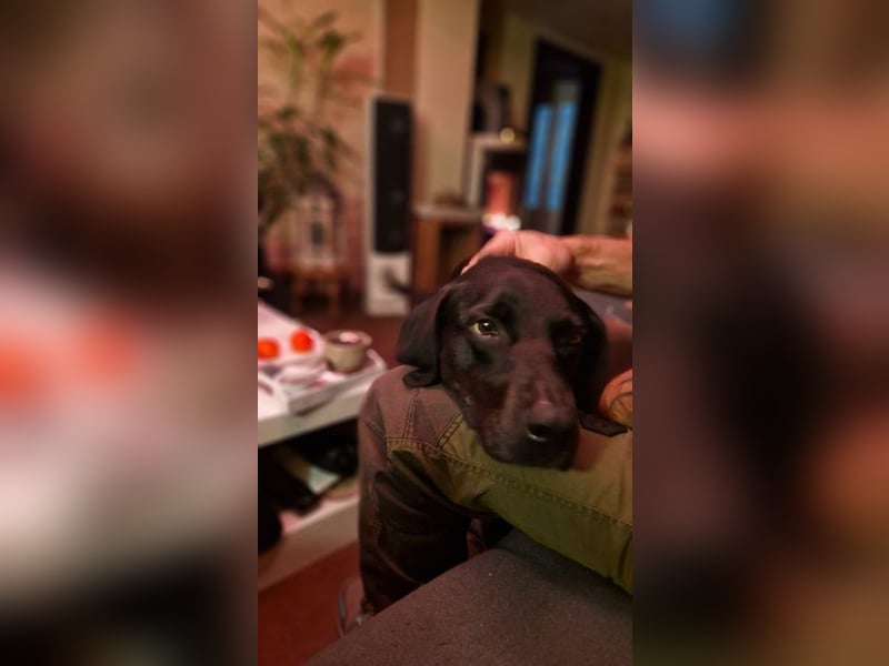RUDOLF - der hübsche Rüde sucht ein neues, hundeerfahrenes Zuhause!