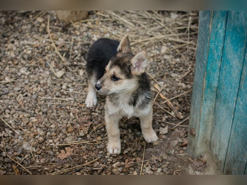Welpe Chip-Nr. 271622- die kleine Maus sucht einen Namen und am liebsten auch gleich ein Zuhause!