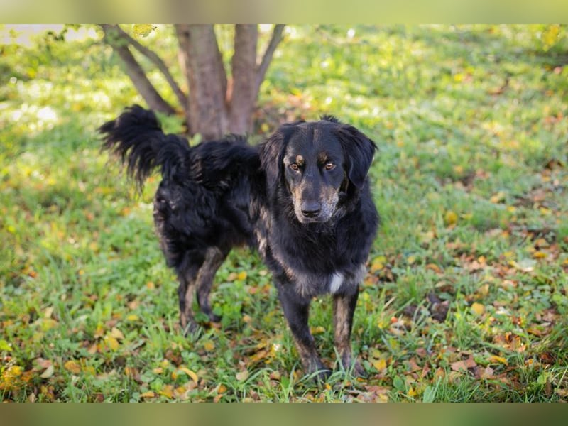 WHISKY - ich freue mich darauf, mit meinen Menschen die Welt zu entdecken!