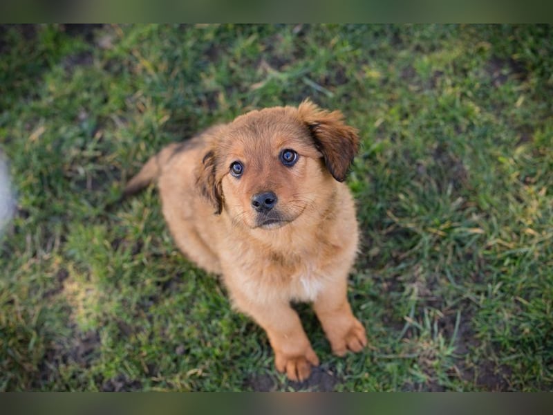 Welpe MILLA - ich bringe eine große Portion Leben und Frohsinn in dein Zuhause!