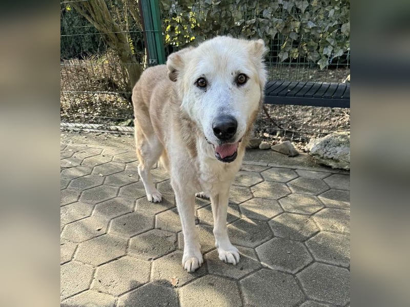 NOBBY - der herzensgute Senior wünscht sich noch ein liebes Zuhause und ein warmes Körbchen...