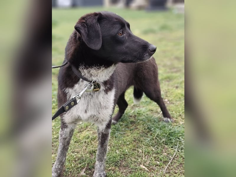 WALLI - die temperamentvolle Hündin sucht eine unternehmungslustige Familie