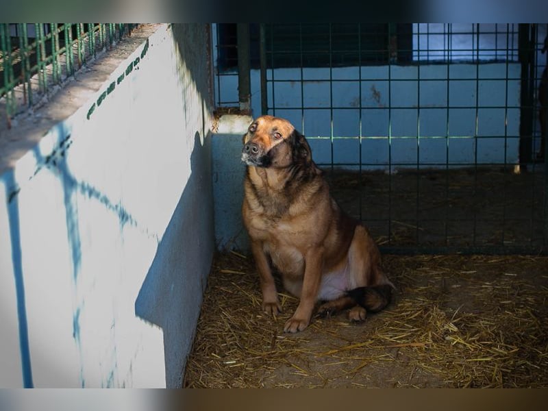 Chip-Nr. 2159858 - die liebe Hündin möchte so gerne ein Teil DEINER Familie sein!