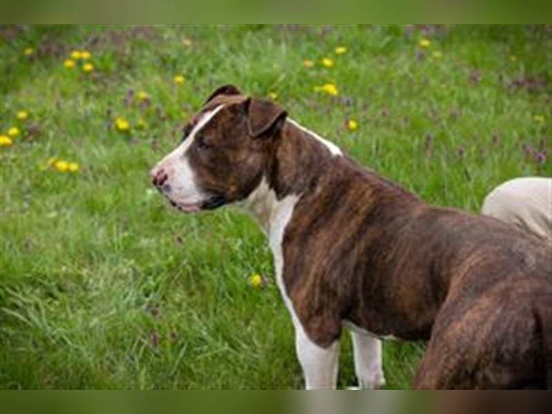 STEVEN - Freundlich und liebesbedürftig, aber leider ein Listenhund.