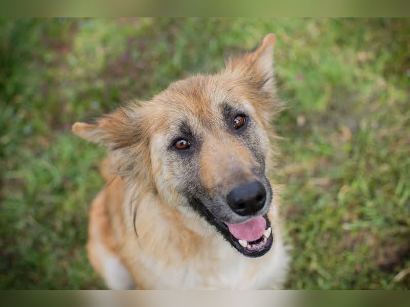 NALA - wer zeigt der lieben Maus, wie schön ein Hundeleben sein kann?