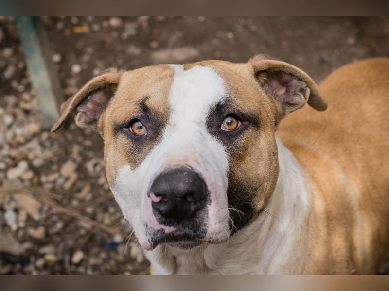 FERRO - der hübsche Junge liebt die Menschen und wünscht sich ein tolles Zuhause