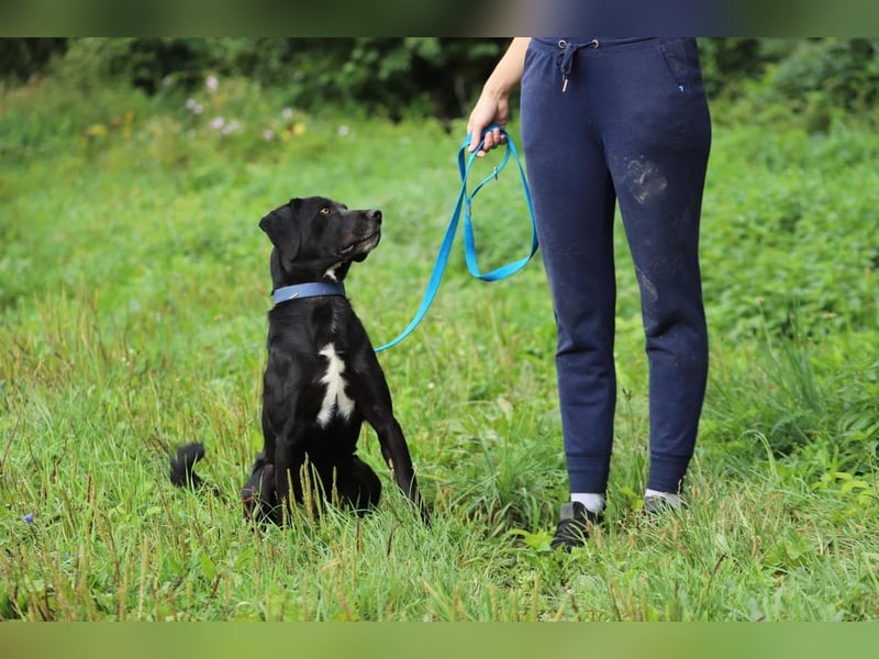 KALLE - der freundliche, verspielte und aktive Rüde sucht eine unternehmungslustige Familie!
