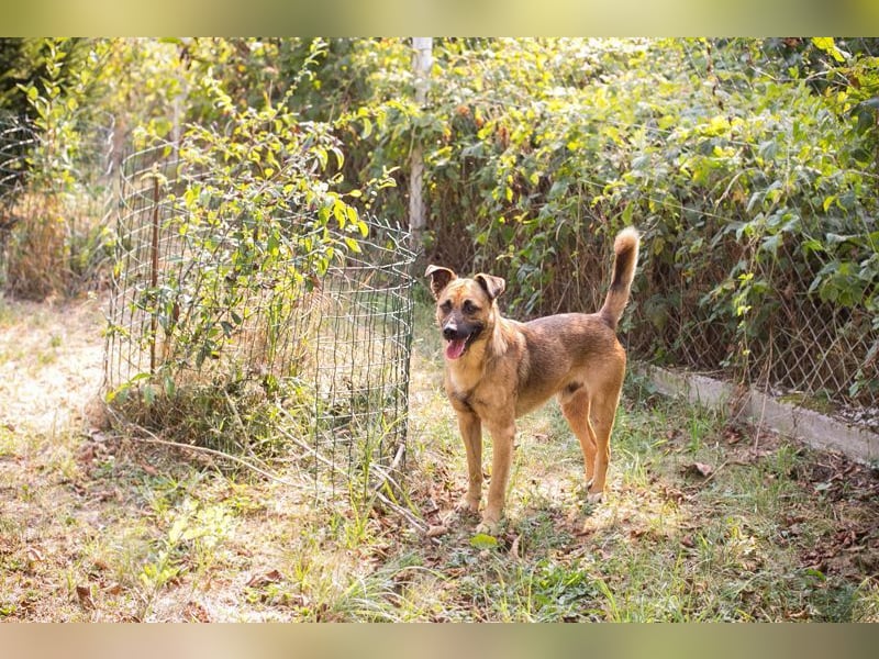 MIRO - der freundliche + aufgeschlossene Rüde träumt von einem eigenen Zuhause