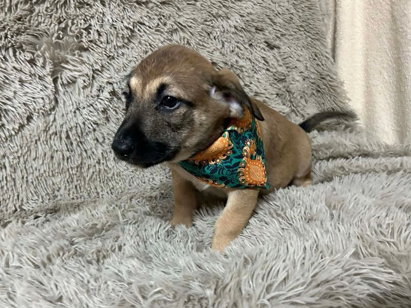 Welpe Chip-Nr. 256522 - der kleine Mann träumt von tollen Abenteuern mit seinen Menschen