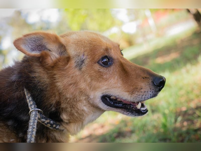 WOODY - ich freue mich auf mein Für-Immer-Zuhause!