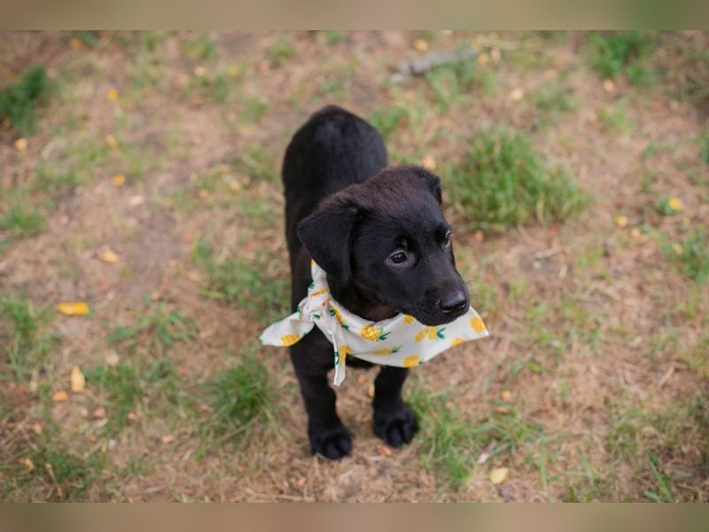 Welpe Chip-Nummer 269791 - die süße Hündin freut sich auf ein eigenes liebevolles Zuhause