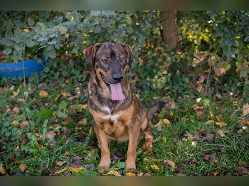 FREDDY - der liebe Rüde mag Menschen und Artgenossen sehr und liebt es, Ball zu spielen