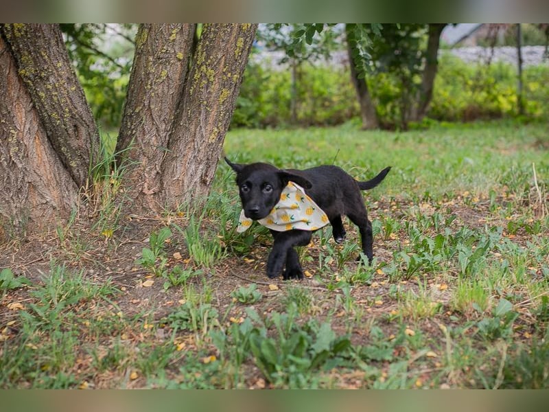 Welpe Chip-Nummer 269791 - die süße Hündin freut sich auf ein eigenes liebevolles Zuhause