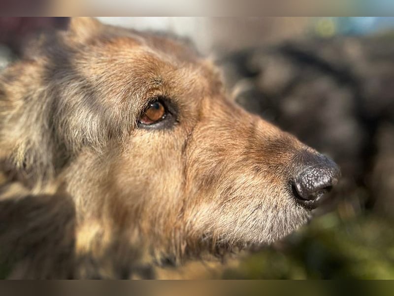 HERMANN - der zurückhaltende, ältere Strubbel ist auf der Suche nach Liebe und Geborgenheit
