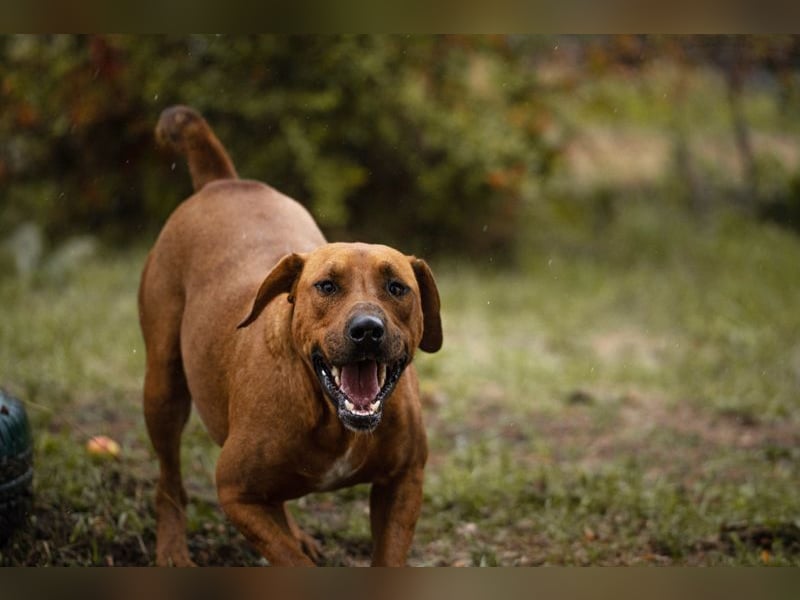 SOLO - der lustige und freundliche Rüde möchte ein Teil DEINER Familie sein!