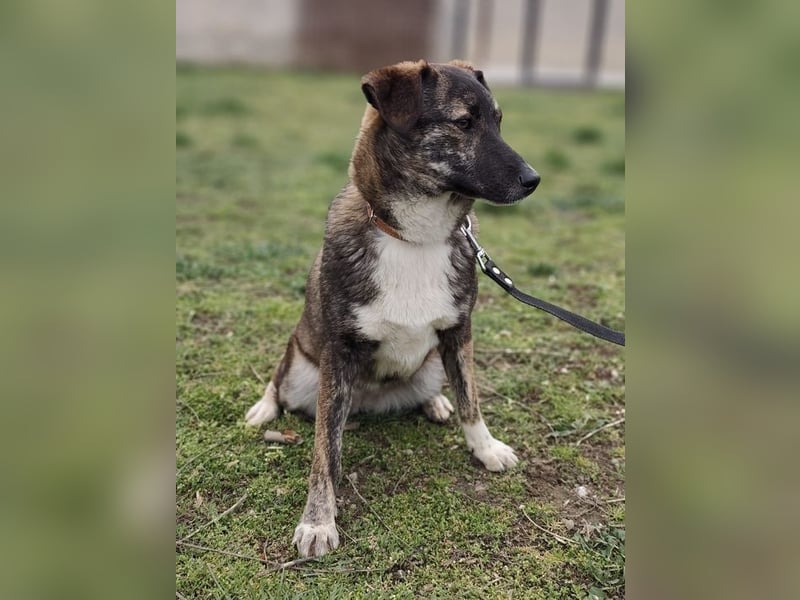 LUCY - die liebe und freundliche Hündin sucht eine unternehmungslustige Familie!