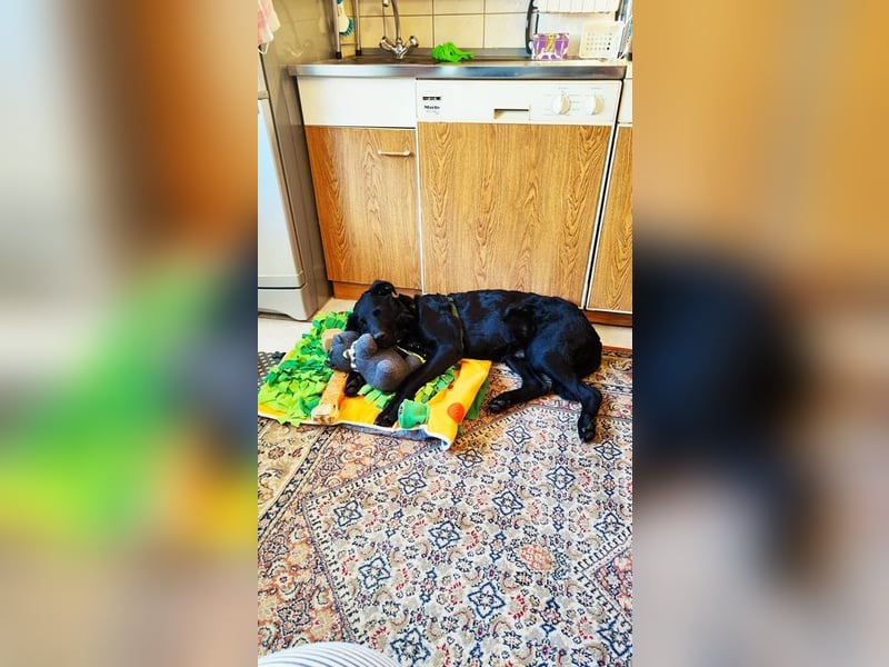 BAGHEERA - der aktive und aufgeweckte Rüde sucht ein tolles Für-Immer Zuhause!