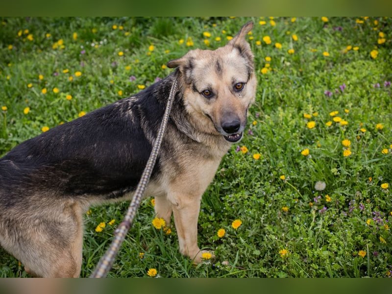 NANDO - ich möchte so gerne ankommen und das Leben in einer Familie genießen...