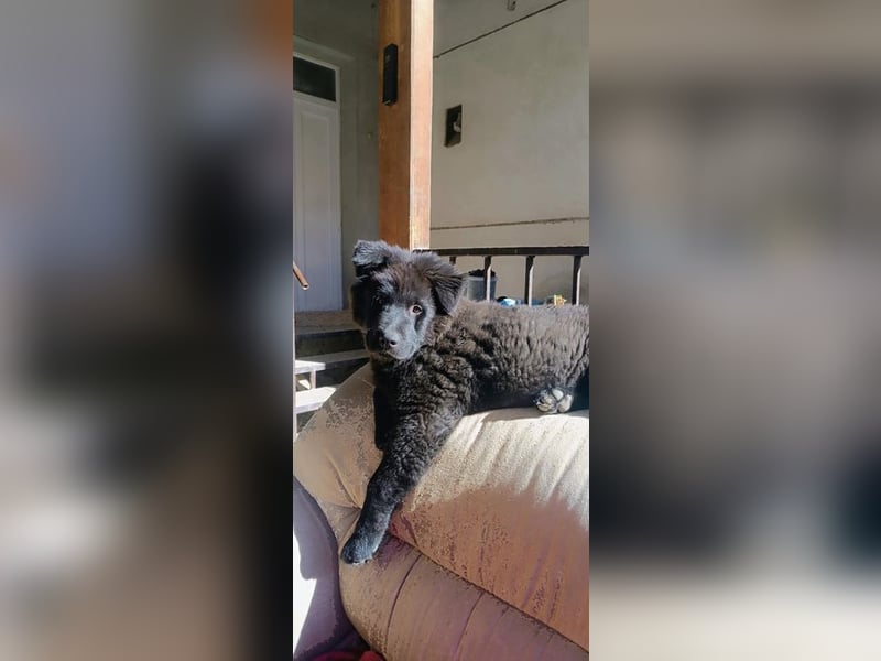 Welpe CHUNKY - wenn ich groß bin möchte ich ein richtiger Familienhund sein!