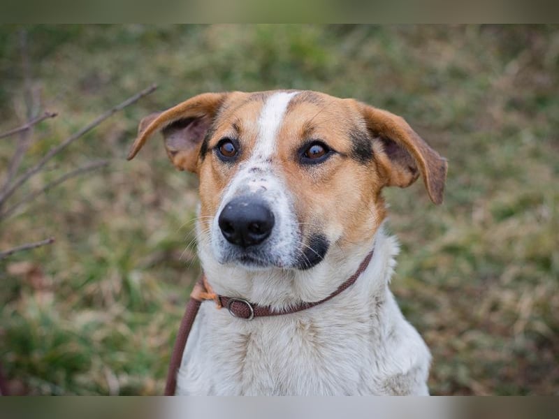 TOTO - der große und aktive Junghund möchte mit seinen Menschen die Welt entdecken!