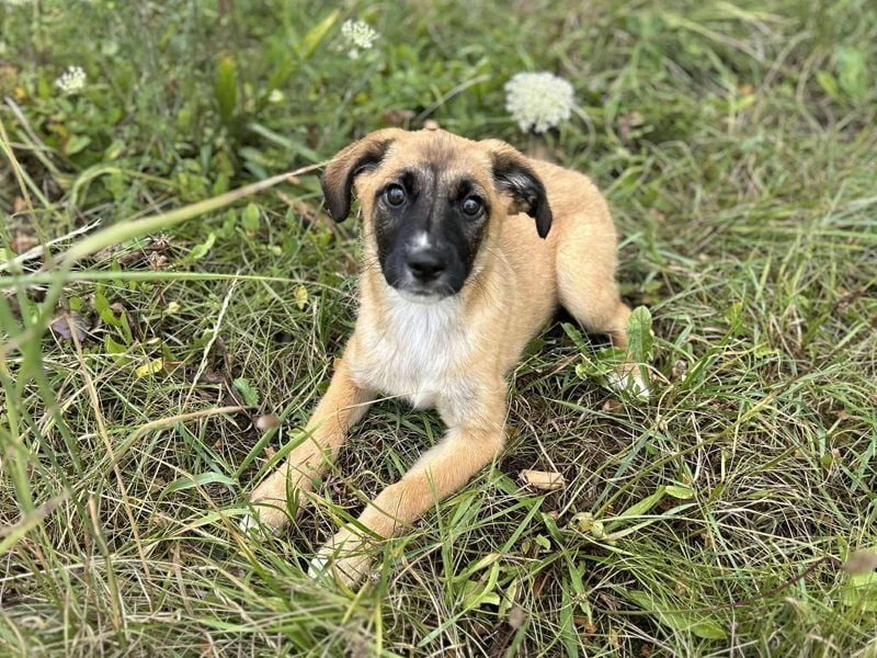 Welpe LEILA - wer möchte mit mir lernen, spielen, kuscheln und mich nie mehr alleine lassen?