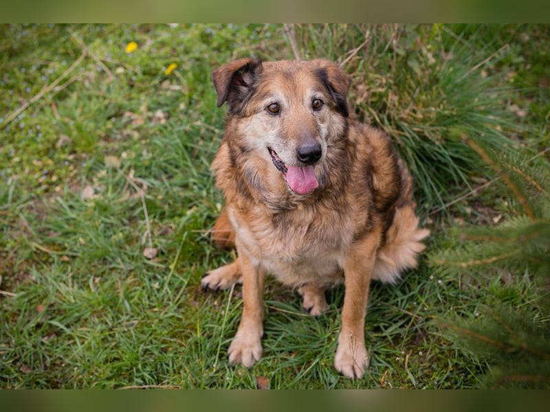 MICK - der liebe und neugierige Senior möchte in Ruhe bei seiner Familie ankommen