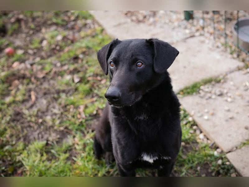 CASSIUS - der freundliche, aber noch etwas schüchterne Rüde sucht Menschen, die das Eis brechen