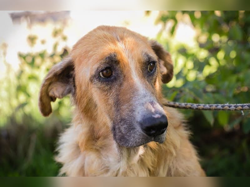 MANUEL - der liebe, brave Senior möchte so gerne noch Geborgenheit im eigenen Zuhause kennenlernen..