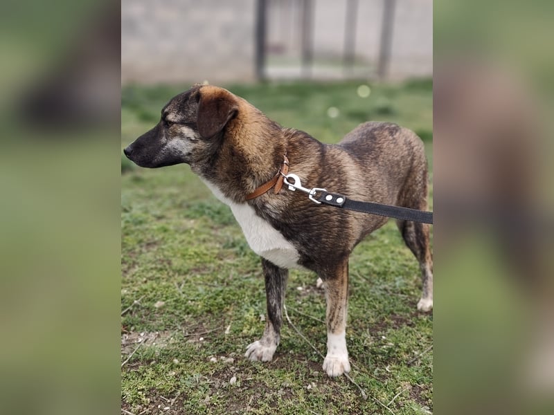 LUCY - die liebe und freundliche Hündin sucht eine unternehmungslustige Familie!