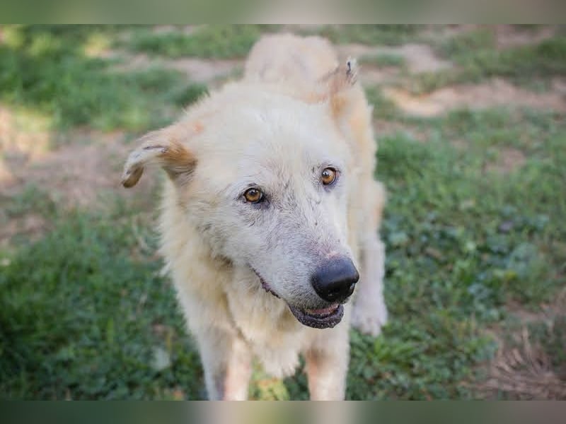 NOBBY - der herzensgute Senior wünscht sich noch ein liebes Zuhause und ein warmes Körbchen...